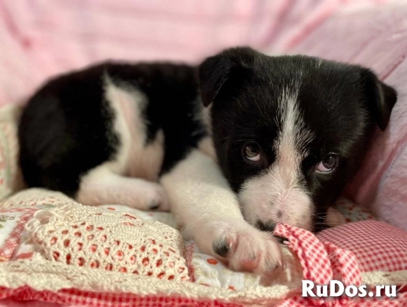 Милая малышка Мая в самые добрые руки! изображение 3