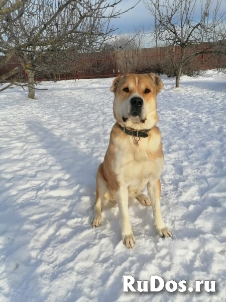 Среднеазиатская овчарка Мира в добрые руки изображение 3