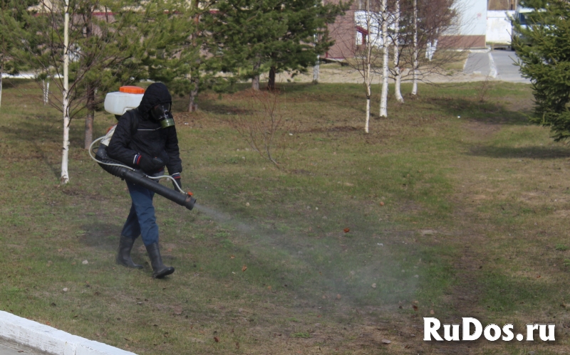 Клещи обработка дачных земельных участков весной Истра изображение 3