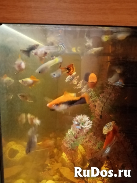 Попугай Монах. Саженцы, фиалки, Аквариумные рыбки. изображение 3