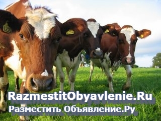 Кормовые ингредиенты для с/х животных и птиц, рыб изображение 3