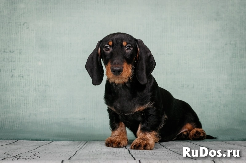 Такса жесткошерстная - щенки изображение 10