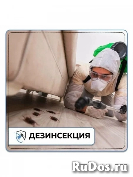 Травим клопов и тараканов. фото