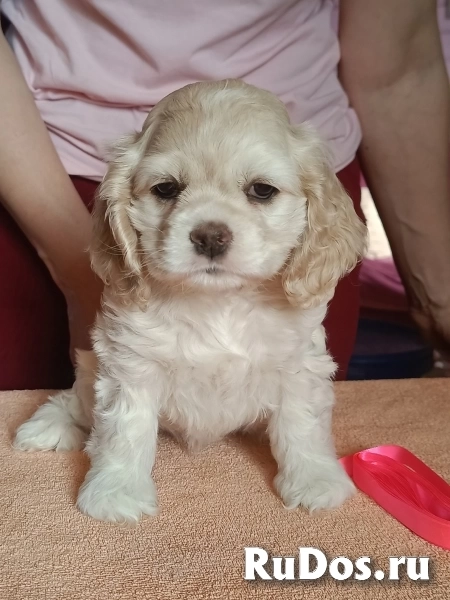 Резервирование щенков американского кокер спаниеля изображение 4