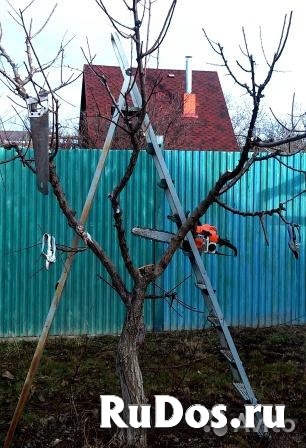 Обрезка плодовых деревьев и кустарников изображение 3