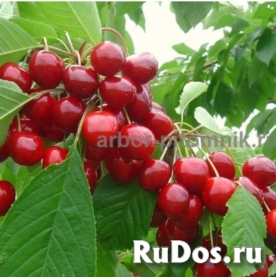 , купить растения изображение 5