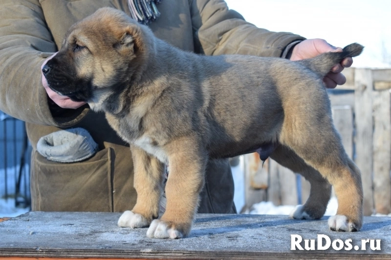 Породные щенки Алабая (САО) изображение 4