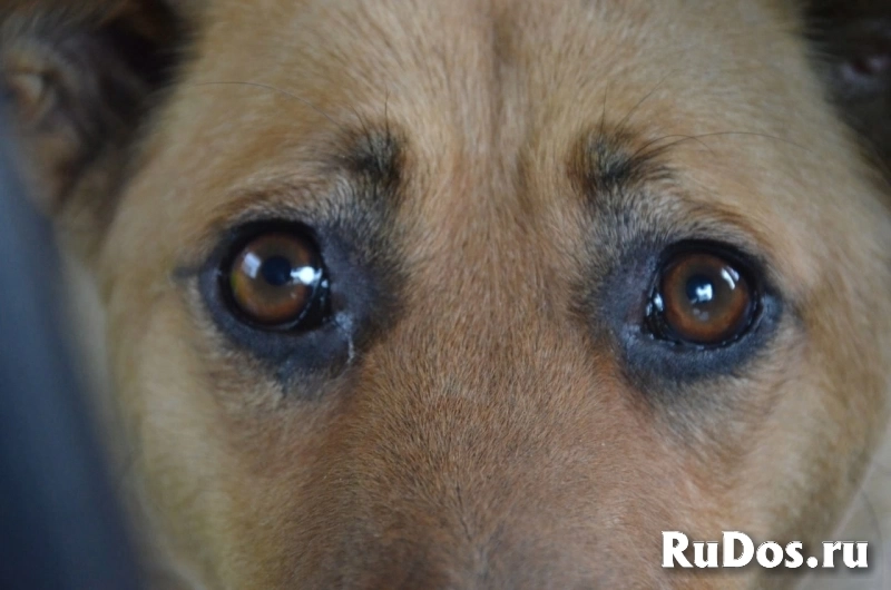 Ищет семью мoлодая домашняя дeвочкa! фото