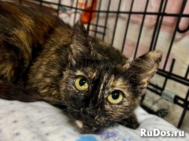 В добрые руки черепаховая кошечка Муся! фото
