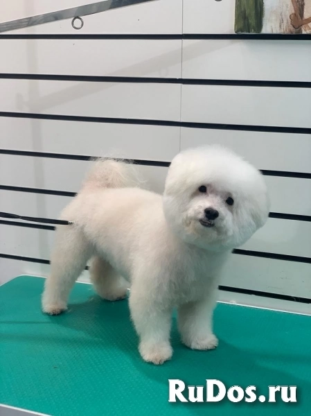 Стрижка собак и кошек изображение 3