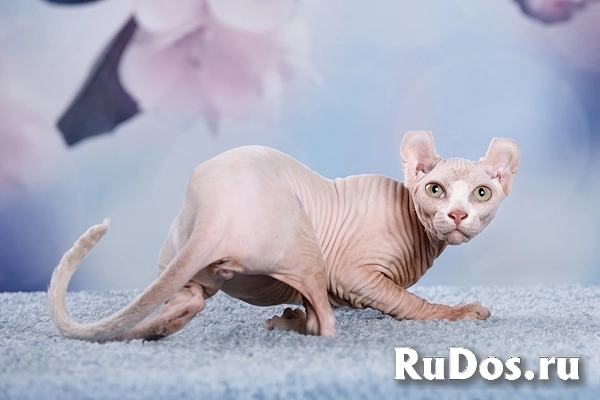 Канадский сфинкс, Эльф, бамбино - друг крокодила изображение 8