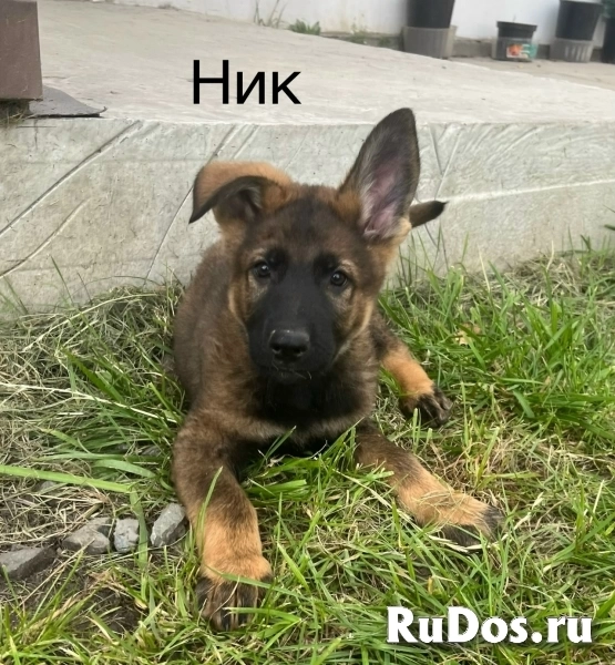 Щенки немецкой овчарки изображение 3