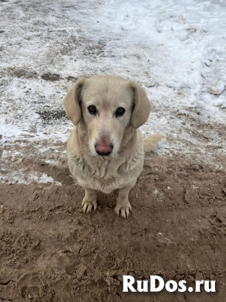 метис лабрадора выбросили на свалку фотка