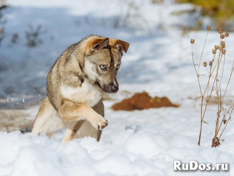 Голубоглазая малышка в ответственные руки! изображение 5