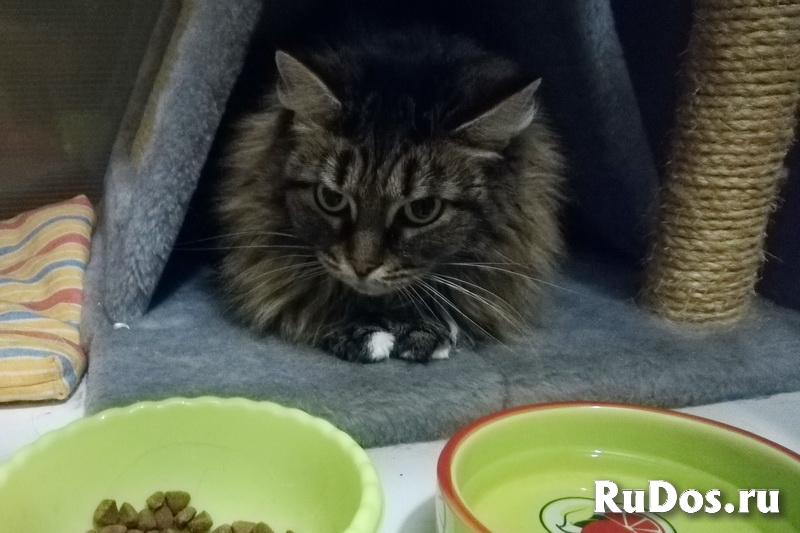 Гостиница-Передержка для кошек и маленьких собак изображение 3