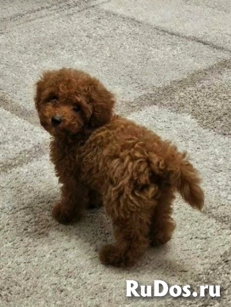 Щенки той-пуделя фотка