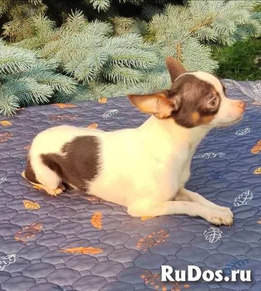 Милые девочки Чихуахуа 7 месяцев изображение 3