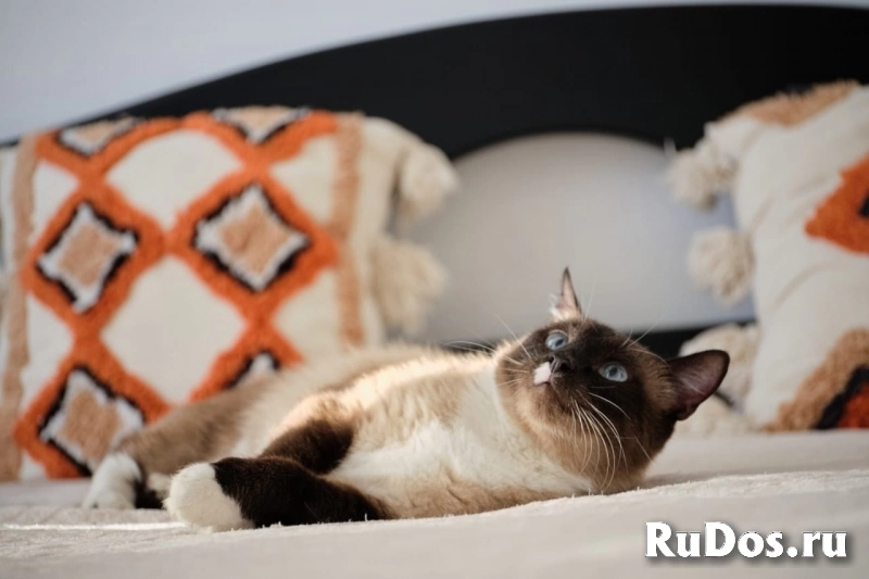 тайская кошка ищет дом изображение 3