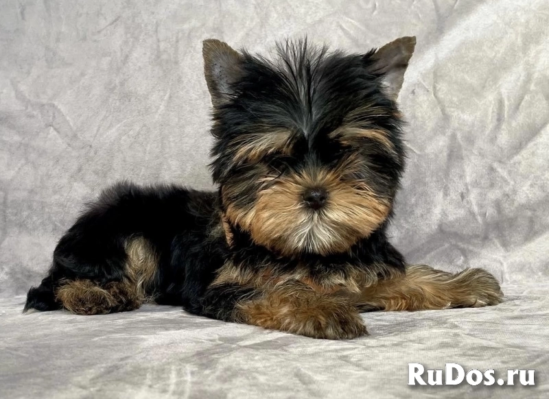 Щенки йорки мини в иркутске изображение 4