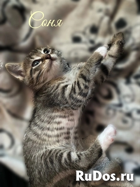 Воспитанные котята изображение 5