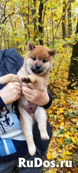 Сиба ину щенок мальчик здоровый чистокровный родители чемпионы изображение 5