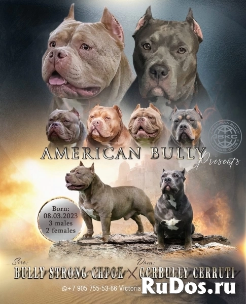 Шикарные щенки Американского булли фото