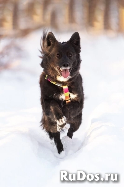 Красавица Рита в добрые руки. изображение 9