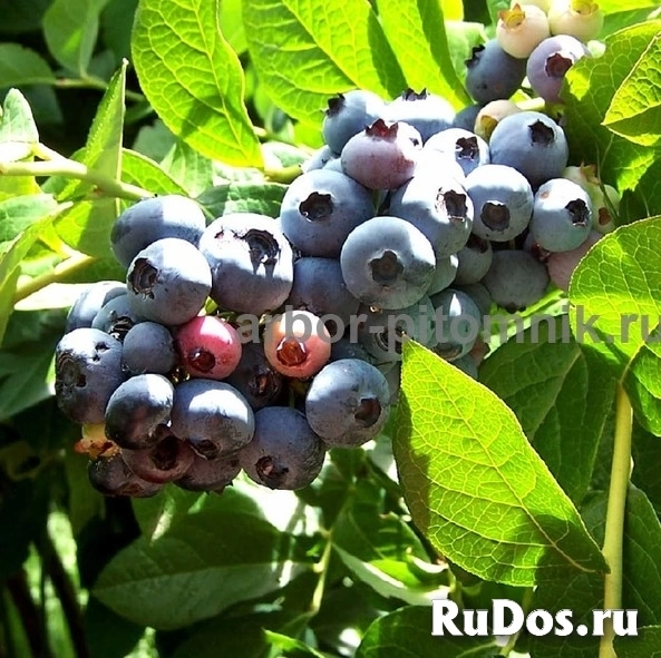 Саженцы голубики из питомника с доставкой и посадкой изображение 4