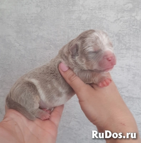 Раннее бронирование щенков Амбулли редкого окраса изображение 3