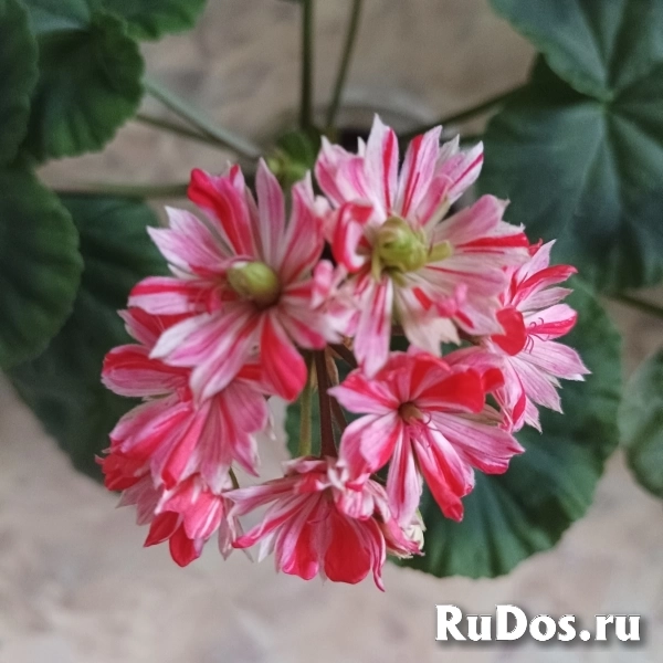 Пеларгония редкий сорт изображение 5