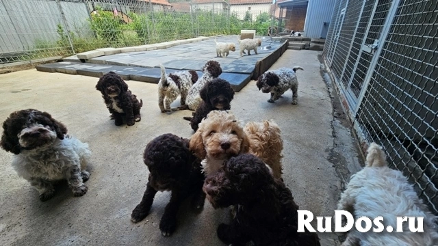 Лаготто Романьоло, щенки в наличии изображение 9