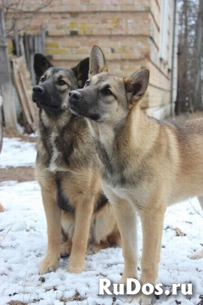 Ютта ищет любящую семью! изображение 4