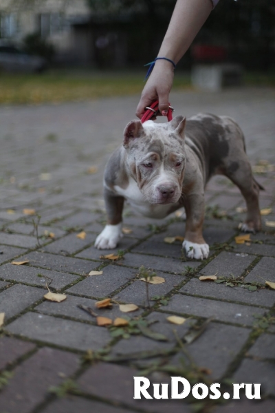 Щенки Американского булли (экзот, покет) изображение 3