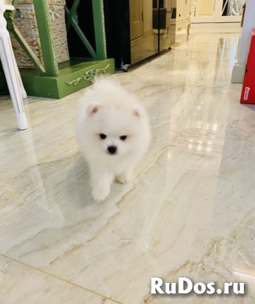 Шпиц фото