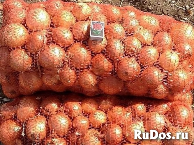 Овощи для борща оптом изображение 3