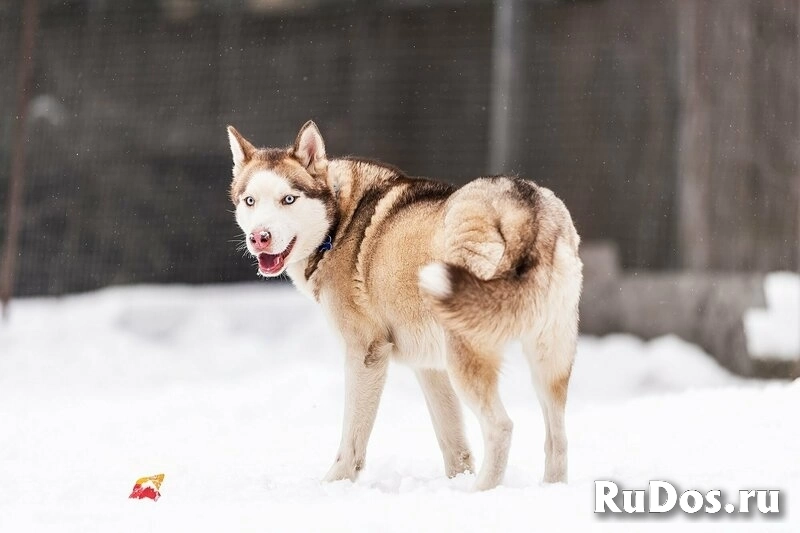 Красавчик хаски Харт в добрые руки изображение 7