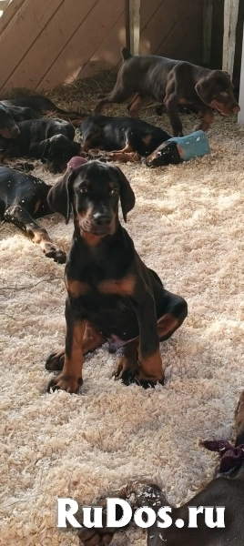Продаются отличные щенки добермана изображение 5