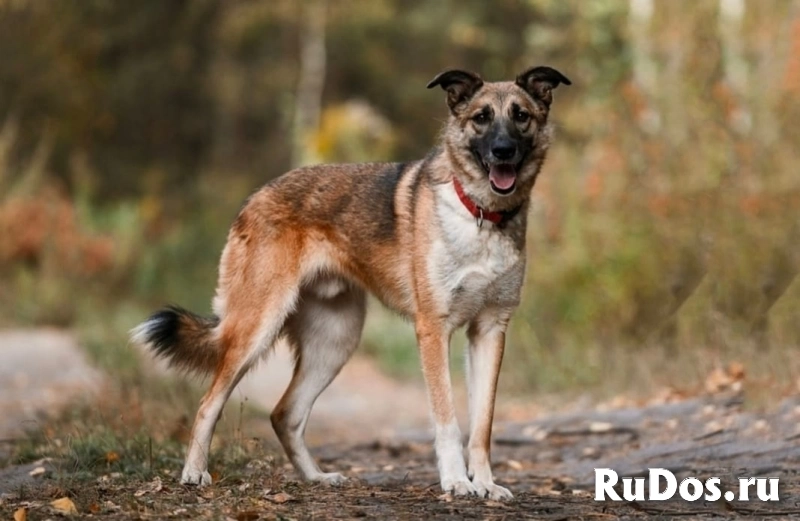 собака сидит всю жизнь в приюте подарите ему дом фотка