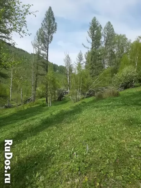 Участок 7.5 сот на Алтае в горах у речки, в дали от цивилизации. изображение 3