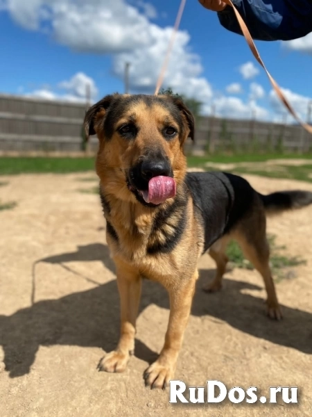 метис овчарки классный парень ищет дом фотка
