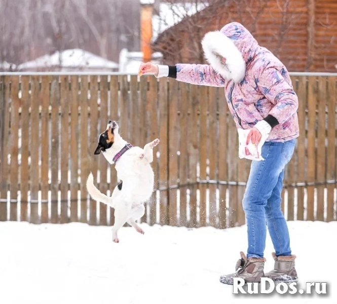Молодой активный Бадди в добрые руки изображение 5