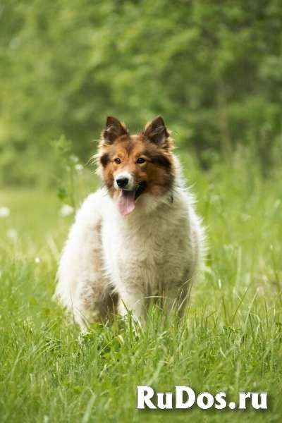 Леся, Лисичка, девочка, 2 года, путешественница и умница! изображение 4