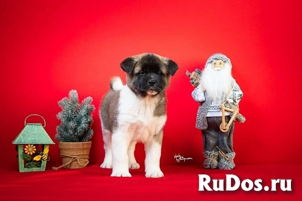 Американская акита фотка