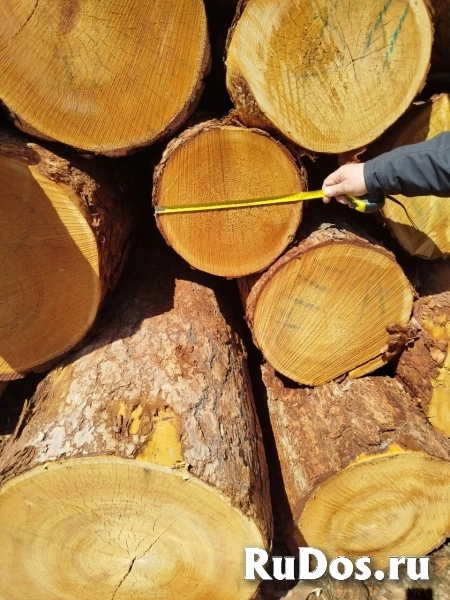 Круглый лес сосна и лиственница фото