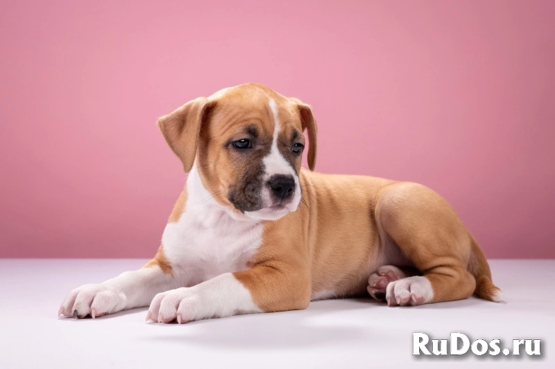 Красивые мальчики и девочки Амстаффтерьера 2 месяца ркф изображение 5