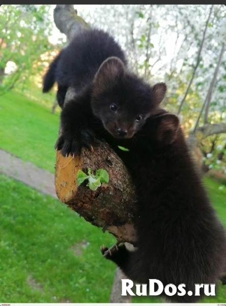 Соболь, норка, хорек ,белка фотка
