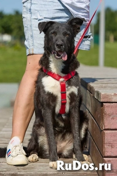 Ночка — собака, которая всегда рядом фотка