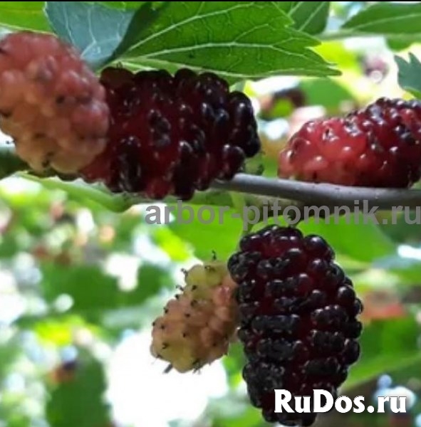 Саженцы шелковицы, шелковица в горшках и в землянном коме с плода изображение 5