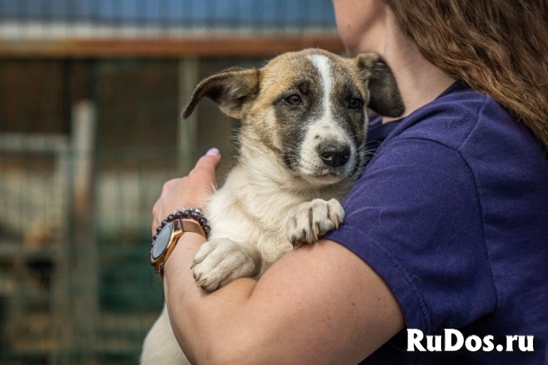 Долли – малышка с надеждой в глазах, в самые добрые руки! изображение 8