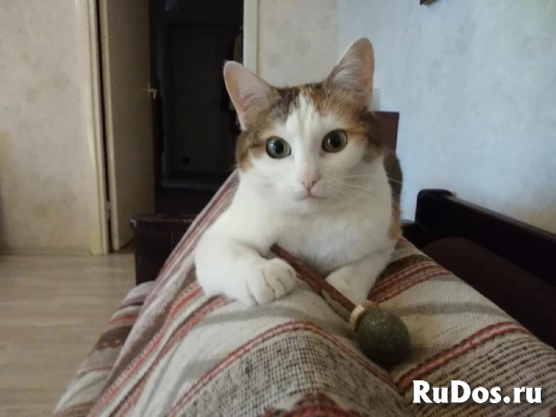 В Добрые руки ! Кошка - пухляшка! изображение 4